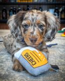 Dachshunds for Sale Near Me