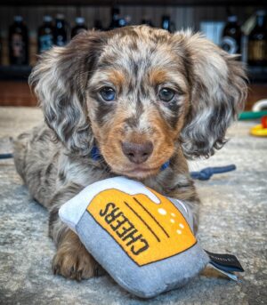 Dachshunds for Sale Near Me