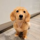 English Cream Dachshunds for Sale