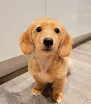 English Cream Dachshunds for Sale
