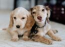 Miniature Dapple Dachshund for Sale
