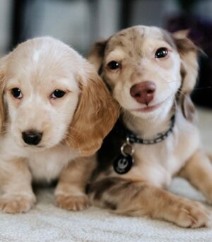 Miniature Dapple Dachshund for Sale