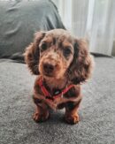 Dapple Dachshund Blue Eyes