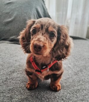 Dapple Dachshund Blue Eyes