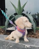 English Cream Dachshund Puppy