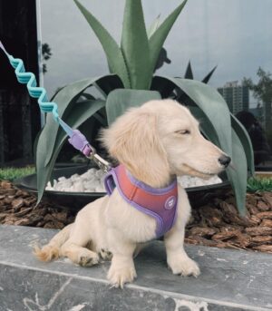 English Cream Dachshund Puppy