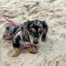 Blue Dapple Dachshund Puppies