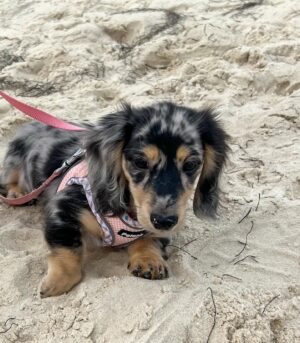 Blue Dapple Dachshund Puppies