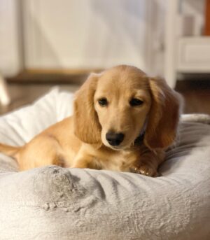 English Cream Dachshund Puppies