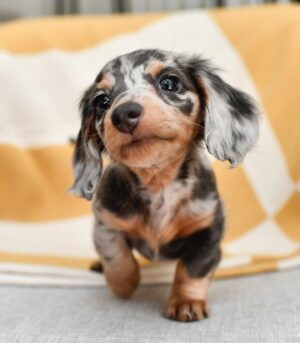 Blue Dachshund Dapple