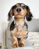 Dapple Dachshund for Sale