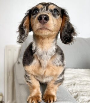 Dapple Dachshund for Sale