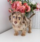 Miniature Dapple Dachshund Puppies for Sale