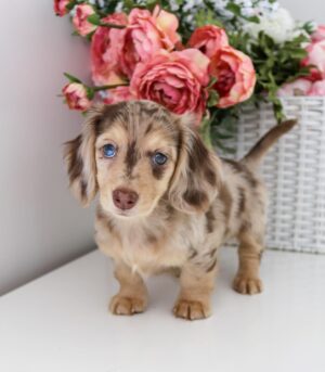 Miniature Dapple Dachshund Puppies for Sale