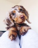 Chocolate Cream Dapple Dachshunds