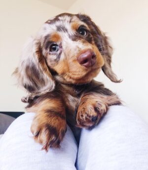 Chocolate Cream Dapple Dachshunds