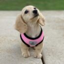 Cream Mini Dachshund Puppies for Sale