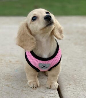 Cream Mini Dachshund Puppies for Sale