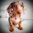 Short Haired Dapple Dachshund