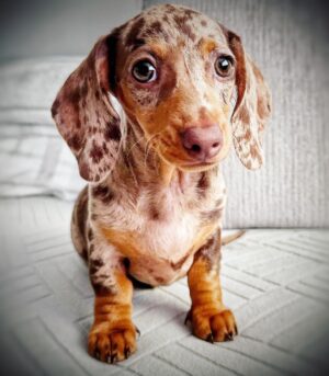 Short Haired Dapple Dachshund