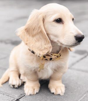 Miniature Dachshund Cream for Sale