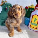 Mini Dapple Dachshund for Sale