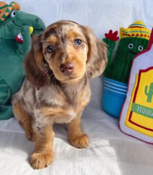 Mini Dapple Dachshund for Sale