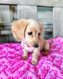 Dachshunds for Sale