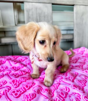Dachshunds for Sale