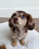 Cream Dapple Mini Dachshunds