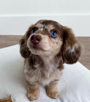 Cream Dapple Mini Dachshunds