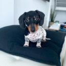 Dapple Dachshunds for Sale