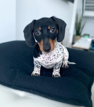 Dapple Dachshunds for Sale