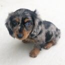 Miniature Dapple Dachshund