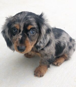Miniature Dapple Dachshund