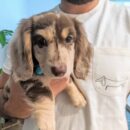 Silver Dapple Mini Dachshunds