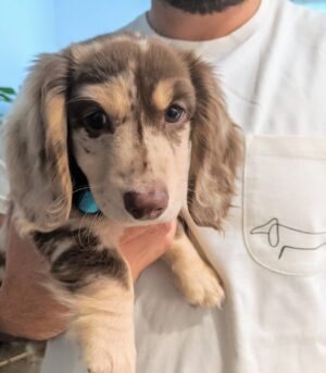 Silver Dapple Mini Dachshunds