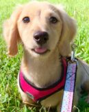 English Cream Miniature Dachshunds