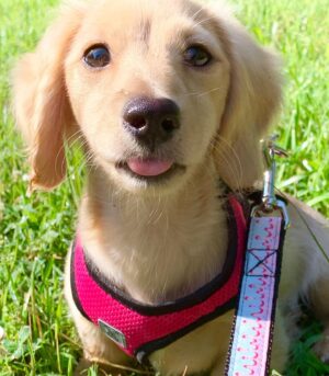 English Cream Miniature Dachshunds