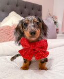 Blue Dapple Dachshund