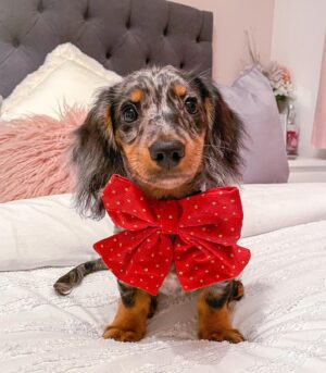 Blue Dapple Dachshund