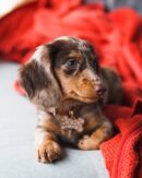 Cream Dapple Miniature Dachshund