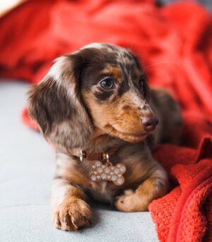 Cream Dapple Miniature Dachshund