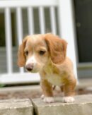 Cream Mini Dachshund for Sale