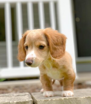 Cream Mini Dachshund for Sale