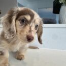 Dapple Mini Dachshund Puppies for Sale