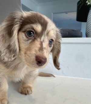 Dapple Mini Dachshund Puppies for Sale