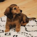 English Cream Long Haired Dachshund