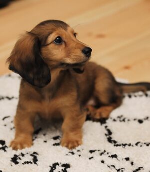 English Cream Long Haired Dachshund