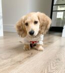 Shaded Cream Long Haired Dachshunds